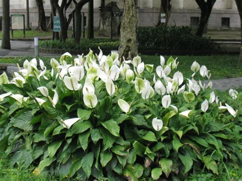 白鶴芋 開花